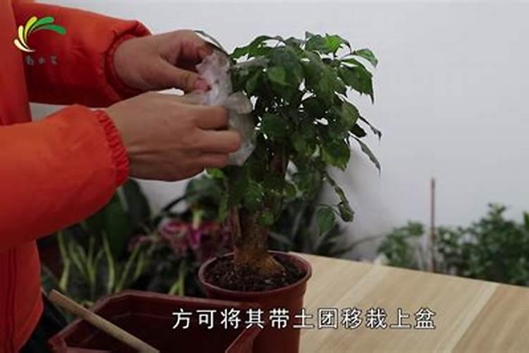 幸福树用什么肥料才能旺盛,怎么施肥