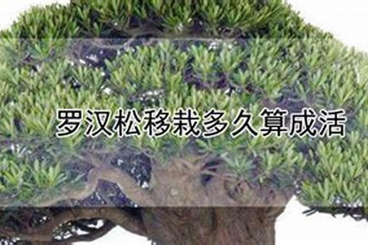 罗汉松移栽后的管理