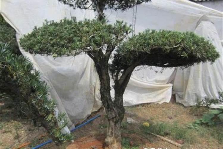 罗汉松移植后多少时间施肥？