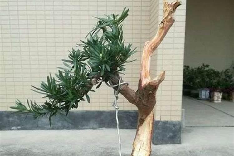 罗汉松换盆后多久浇水一次