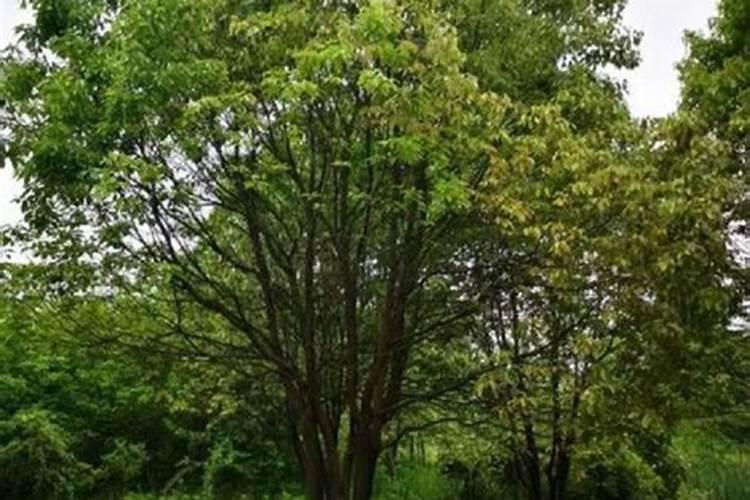 香樟树施什么肥好