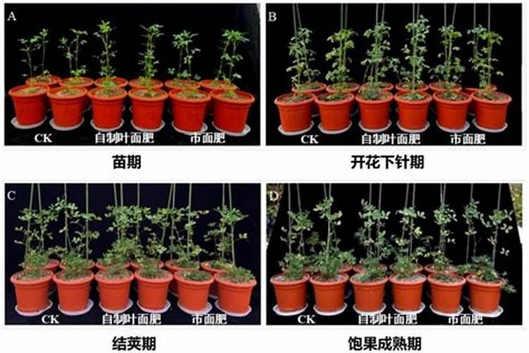 叶面肥是什么肥料