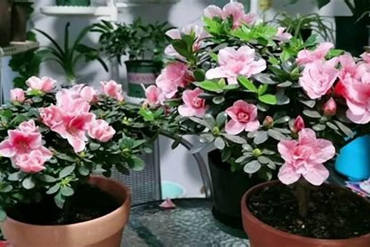 杜鹃花期如何浇水施肥