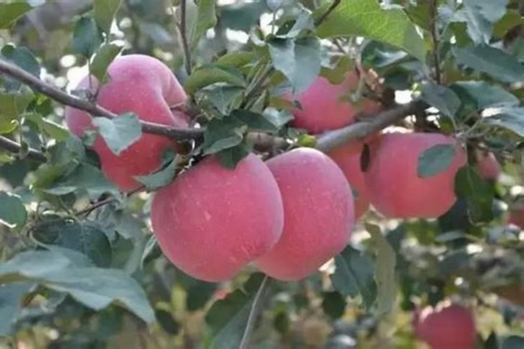 苹果树什么时间施肥好？苹果树膨果期施肥注意事项
