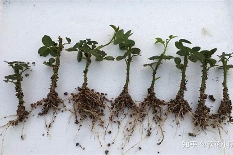 促进植物生根的方法是什么？