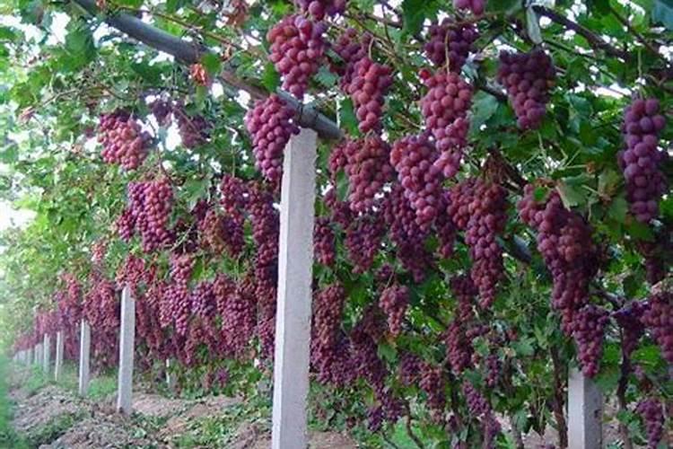 葡萄柚怎么防虫
