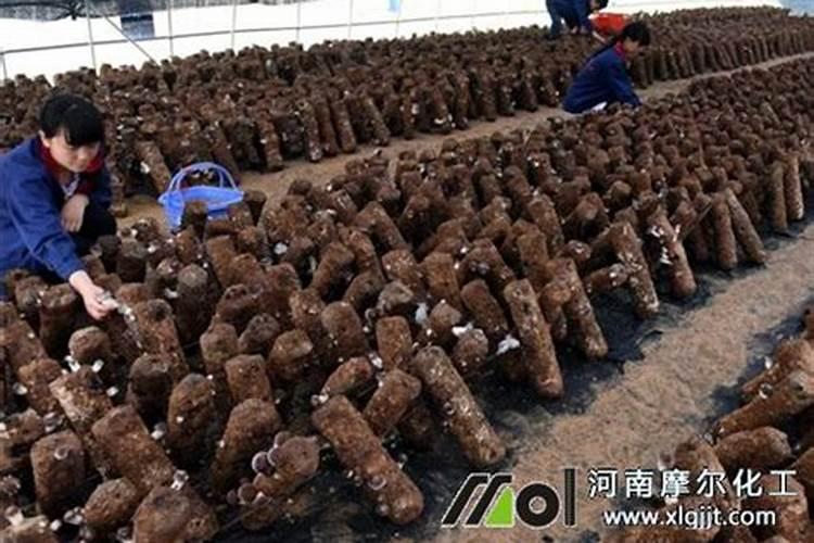 咪鲜胺能和叶面肥混合使用吗,氨基酸叶面肥能控旺吗