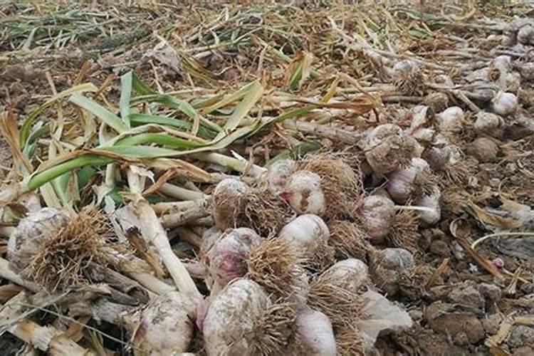 种大蒜放了农家肥出苗后干尖黄叶怎么办