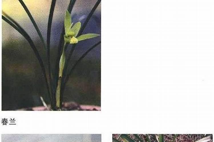 兰花喷什么叶面肥最好(兰花叶面肥喷施注意事项)