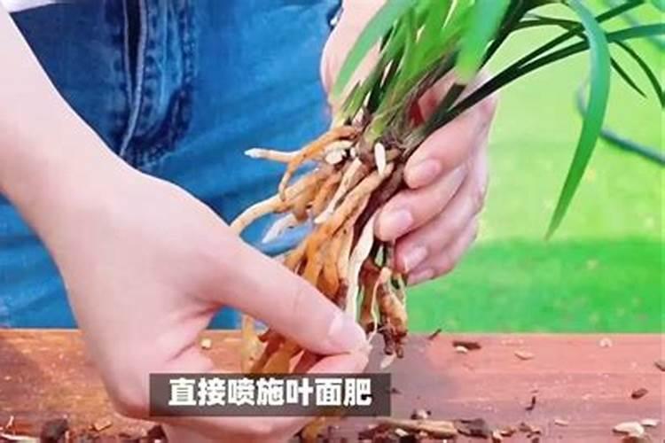 兰花施叶面肥要注意什么