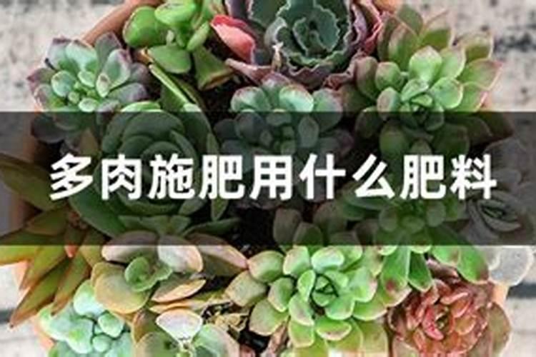 秋天多肉怎么养才能更旺盛