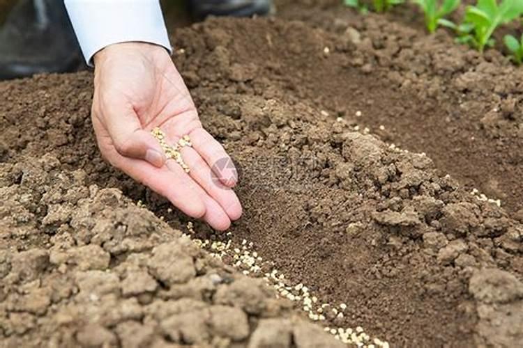 撒菜籽后要马上浇水吗