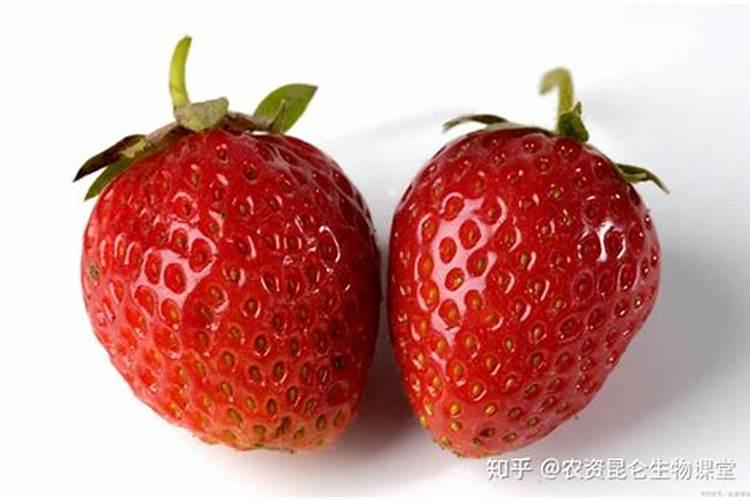 下什么肥使水果变甜