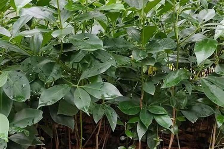 八角专用肥可施桑叶吗有毒吗