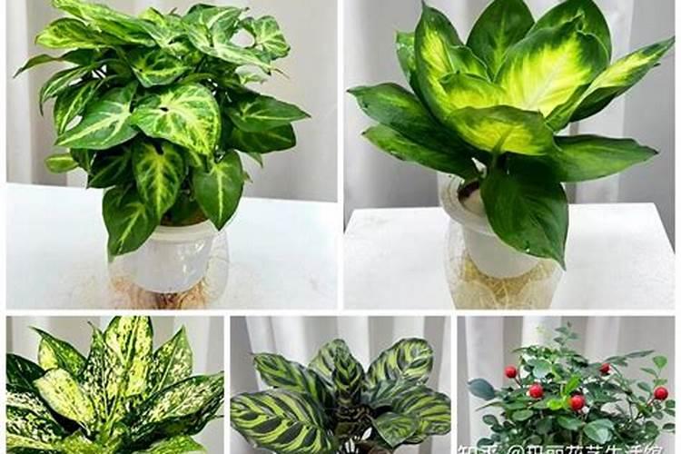 草铵膦中毒是什么