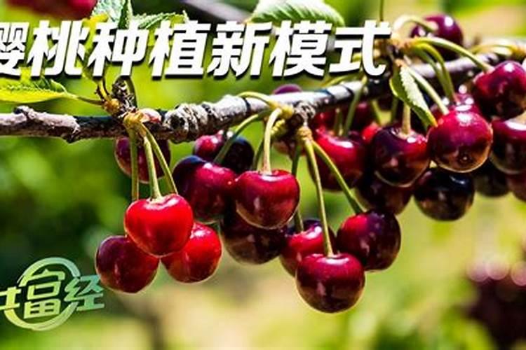 大樱桃结果后能不能用大量元素水溶肥？