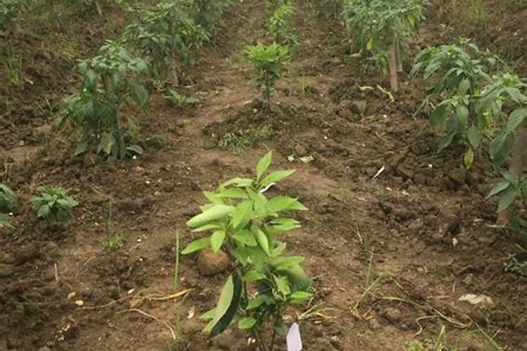 柑橘如何施用微生物菌肥？