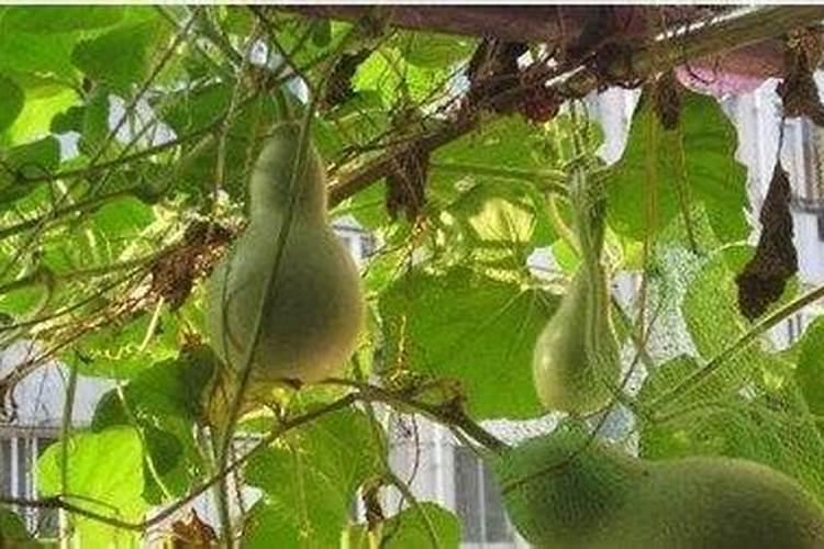 1克蛋白质中有多少克氮？