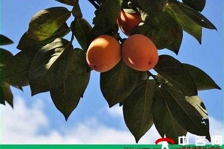 柿子树施肥时间和方法 施肥注意事项有哪些