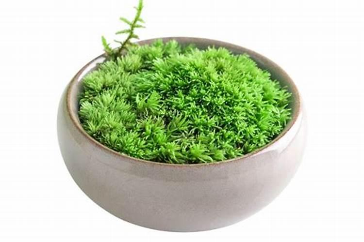 青苔喜欢什么肥