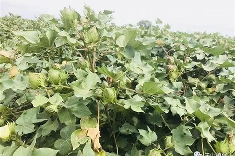 当前棉花叶面施肥怎么样追加