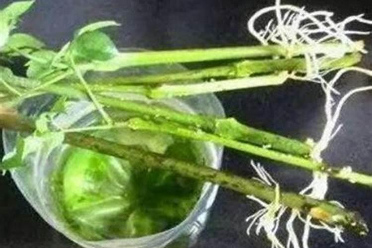 橘子树用什么肥好