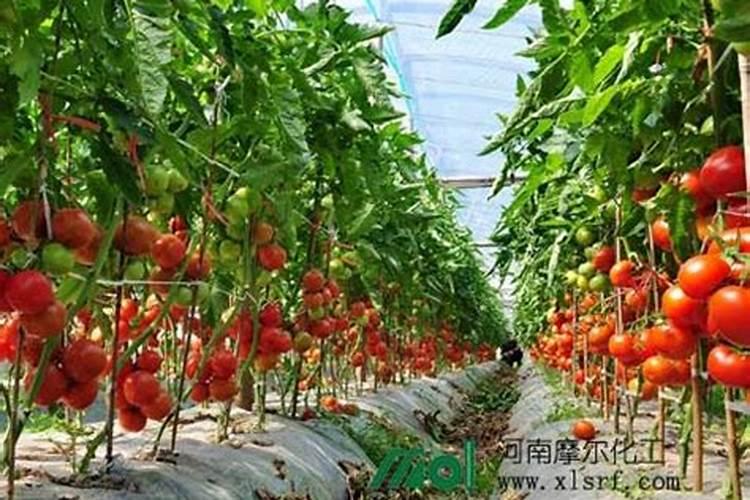 猪尿液态肥可以给甘蔗施多少次肥料