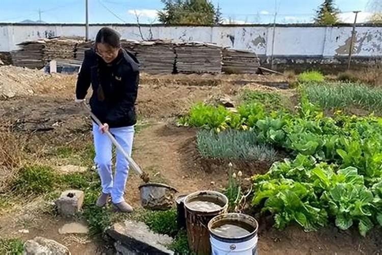 下雨天甜菜地里的地老虎出来还咬甜菜吗？