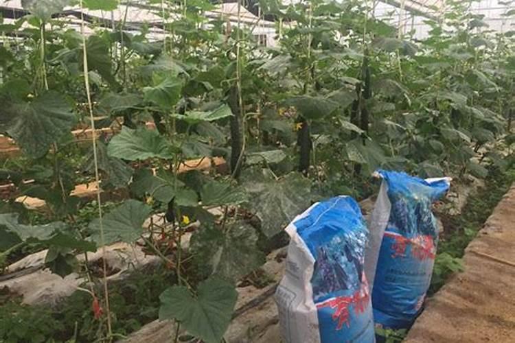 文竹施什么肥料好