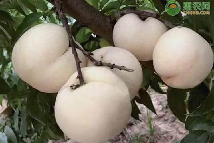 对比其他硫酸钾,罗布泊硫酸钾应用于海南的芒果、火龙果种植时,对果实品...