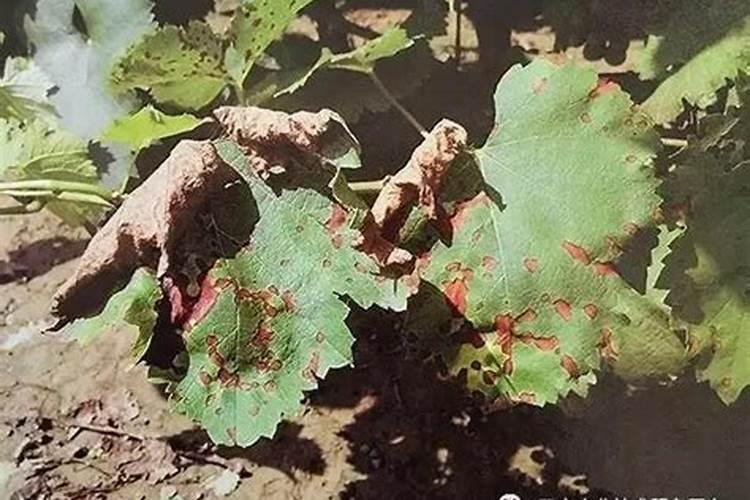 优质的微量元素肥料有哪些标准？苗生财