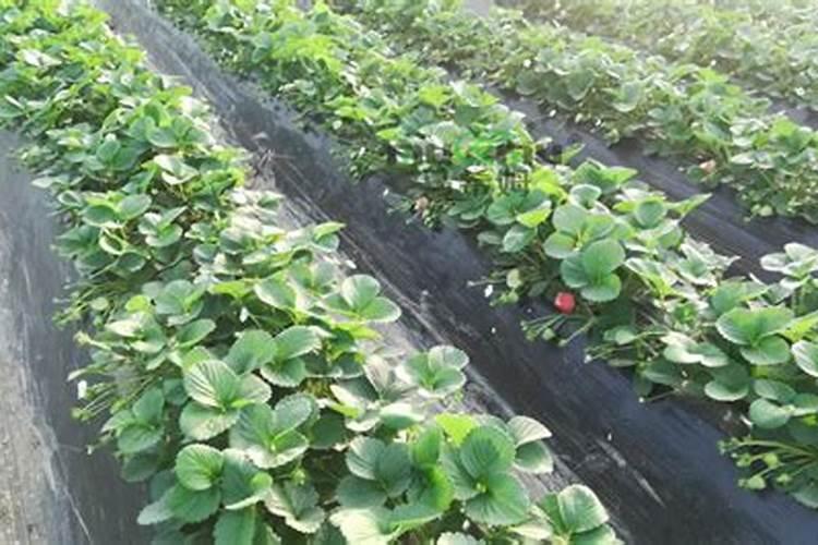 草莓定植后适合用什么肥料