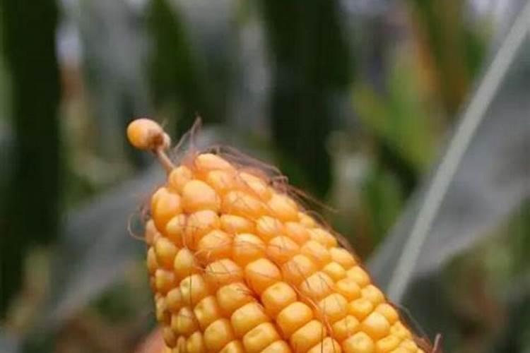 磷铵对蔬菜有什么作用？