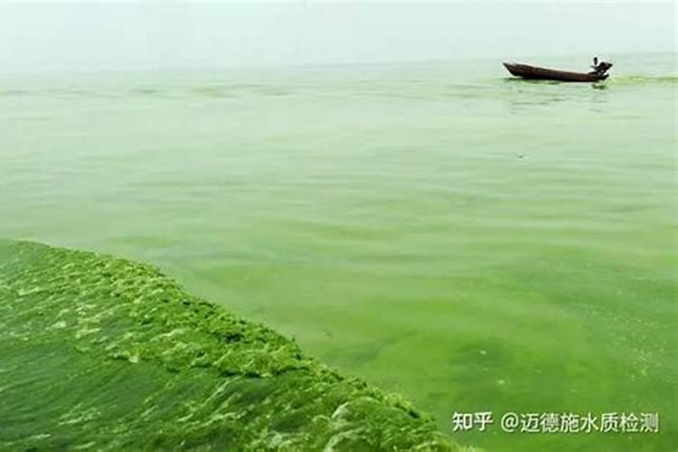如何杀蓝藻