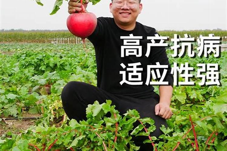 胡萝卜如何施肥最科学 选择什么肥料好