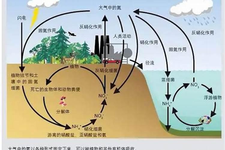 氮肥对植物有哪些影响？