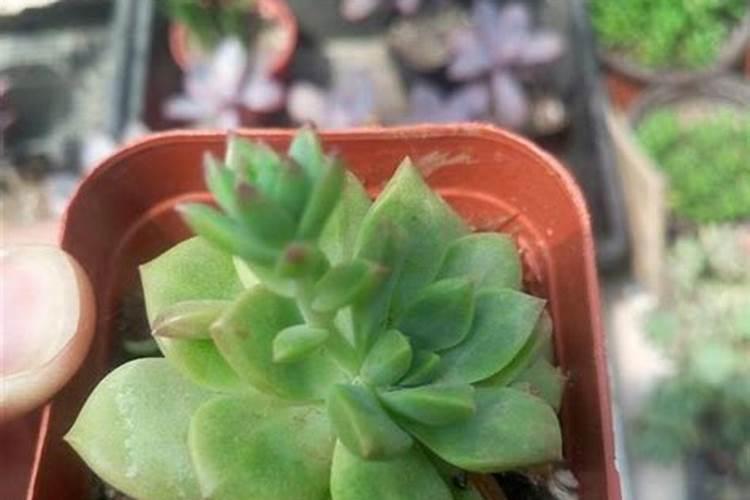 花多多1号可以浇多肉吗