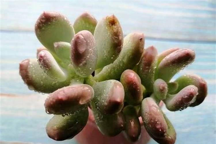 花多多1号可以浇多肉吗