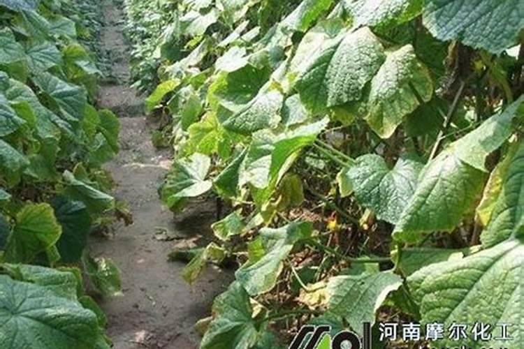 黄瓜用平衡肥好还是高钾肥 黄瓜用什么肥料好