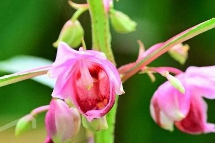 花叶黄了用什么肥料