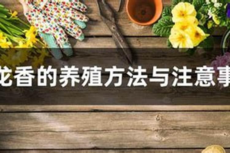 盘龙香怎么养