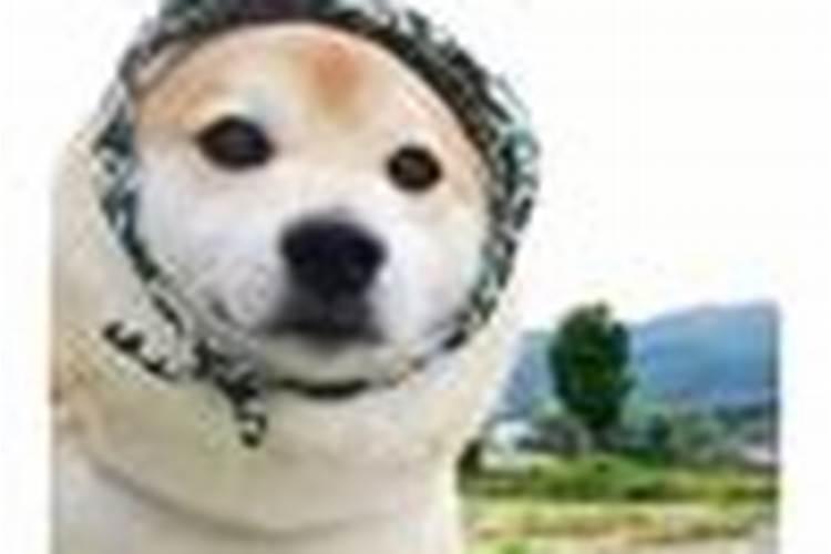 如何辩解真假叶面肥？