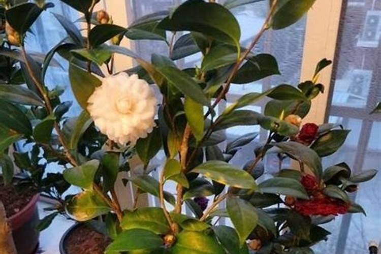 茶花开完花后需要施肥吗