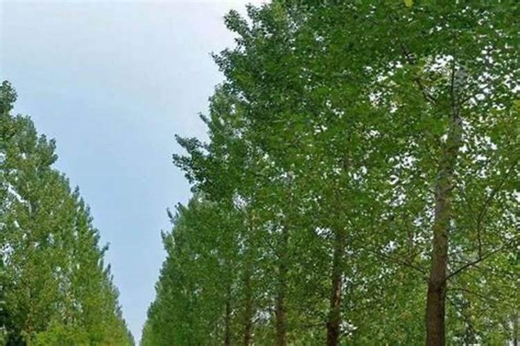 杨树用什么肥料长得快