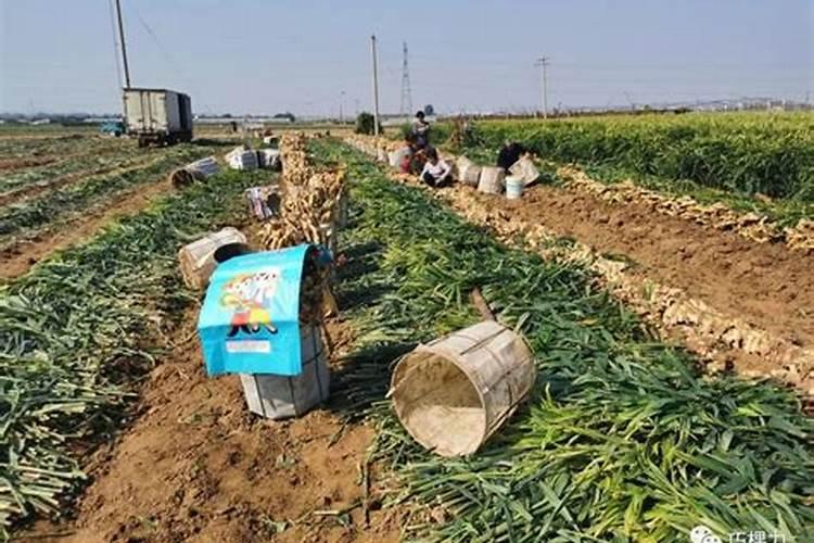 巧棵力水溶肥里面钾的成分高吗,膨果效果怎么样？