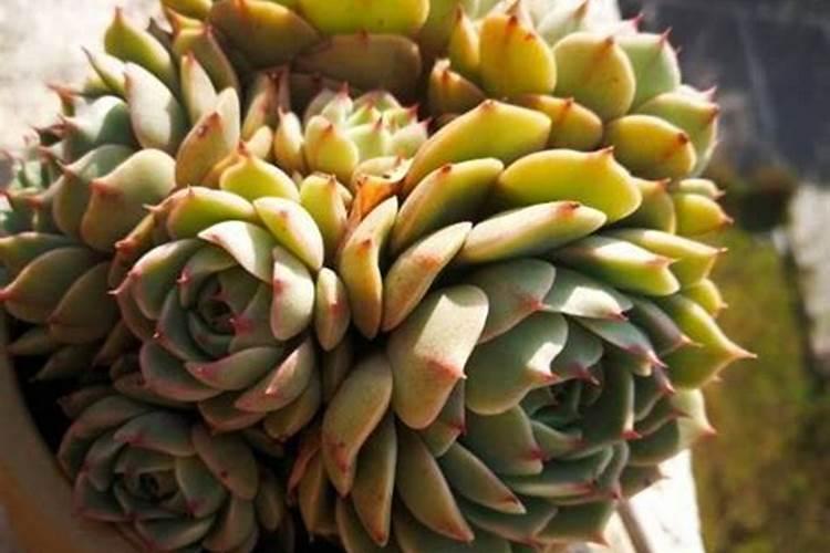 硫酸亚铁可以浇多肉吗