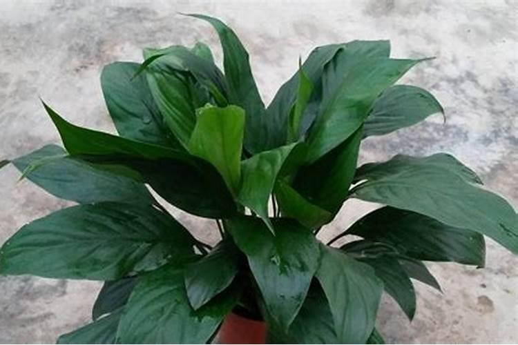 室内植物有哪些常见的不良症状？分别应该怎么处理？