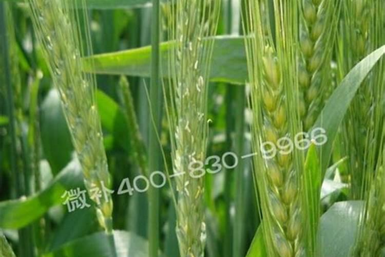 小麦除草剂能和叶面肥混合打吗 什么时候打合适
