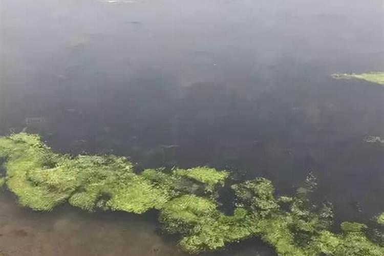 虾塘怎样用磷肥肥水
