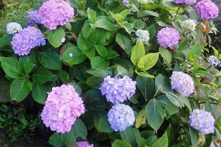 绣球花什么时候浇磷酸二氢钾